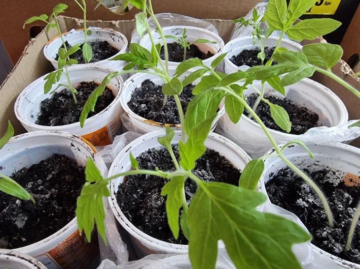 Why water tomato and pepper seedlings with kefir: experienced gardeners asked Seedling