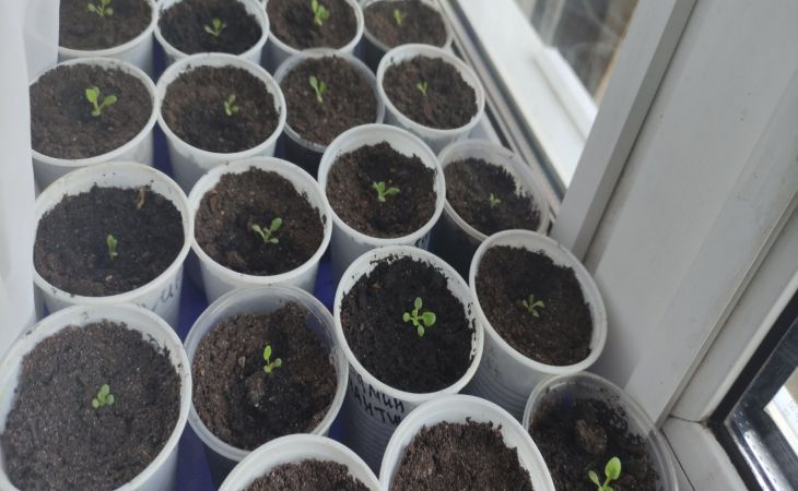 What should not be added to the soil for seedlings so as not to spoil it: advice from gardeners seedling