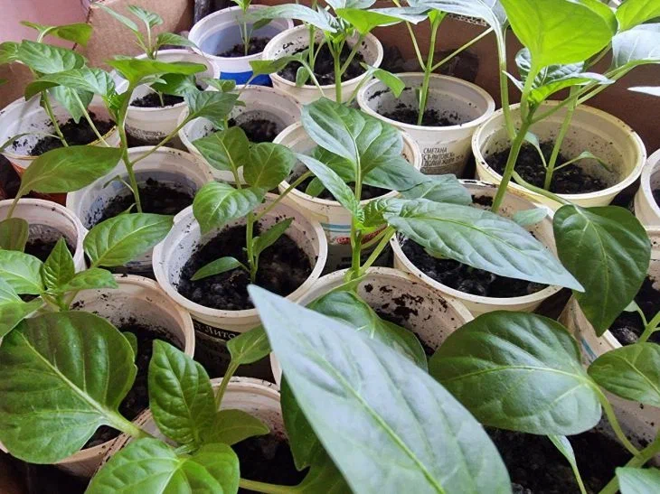 Attention summer residents: these errors are “peacefully” destroying your cucumber seedlings Seedling