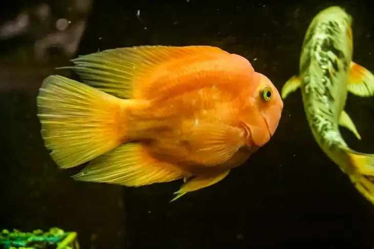 Comment choisir la nourriture pour les poissons d'aquarium : concentrez-vous sur la forme de la bouche Poisson