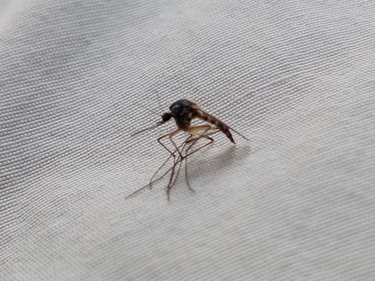 Pourquoi les moustiques ne piquent pas tout le monde : les scientifiques ont cité 3 raisons - tout n'est pas si grave Un moustique