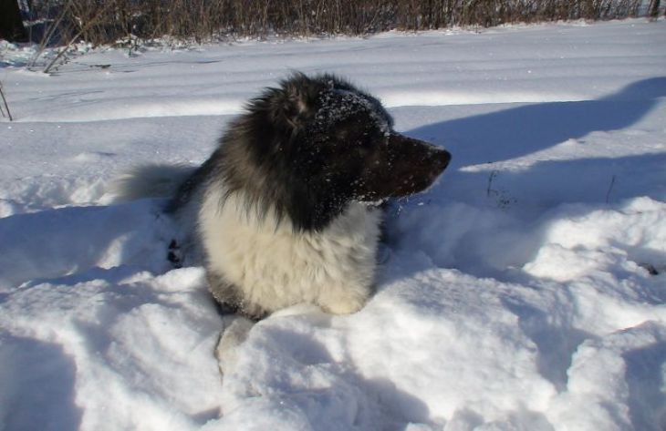 Why Do Dogs Like Having Their Belly Petted? Experts List Reasons dog