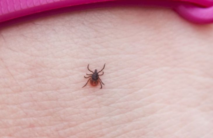 What 2 scents are ticks afraid of: not everyone knows about this mite