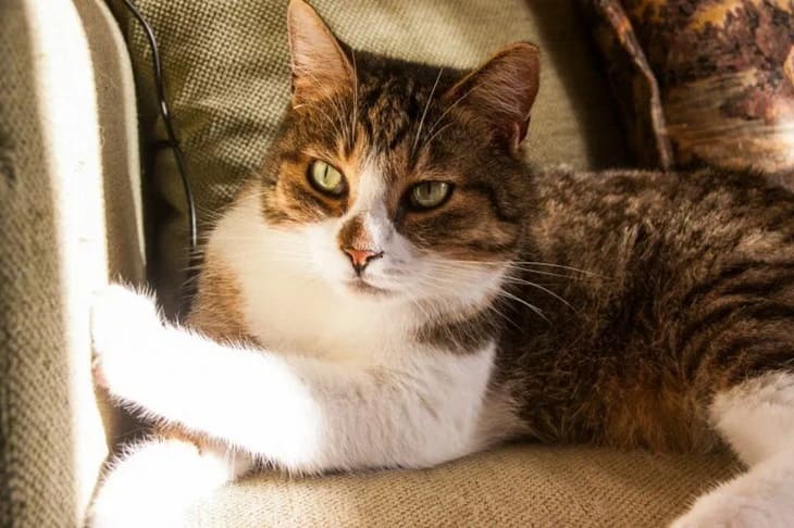 There will be no problems with them: which cat breeds do not cause allergies - top 3 Cat