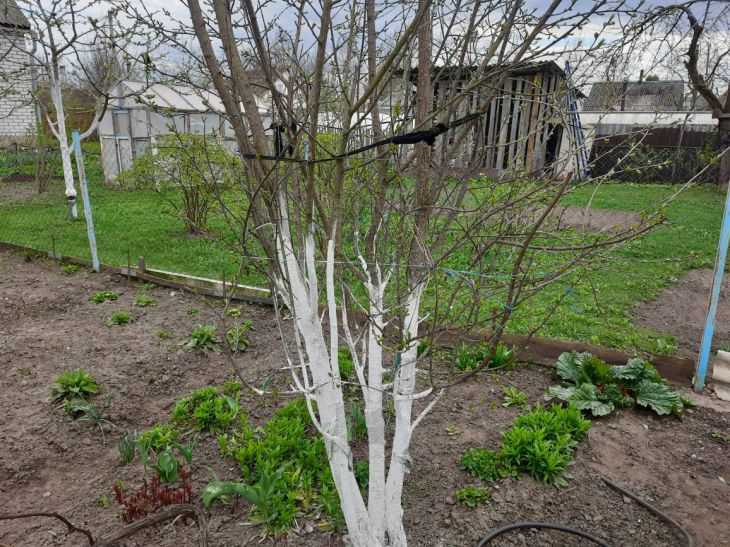 The ideal solution for the garden: in March, gardeners treat all trees and bushes with this mixture tree