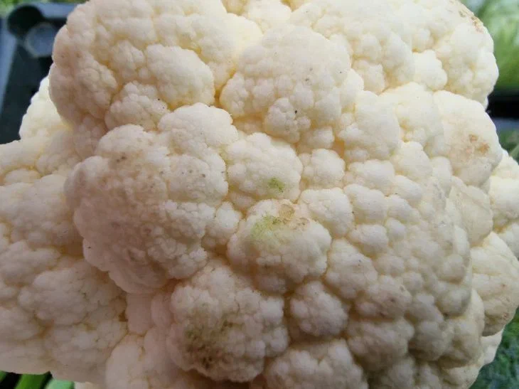 Warum Blumenkohlköpfe nicht fest werden: 5 Gründe – eine Lösung Blumenkohl