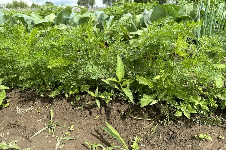 Top 5 des variétés et hybrides de carottes qui valent la peine d'être plantées cette année : une bonne récolte est garantie Carotte