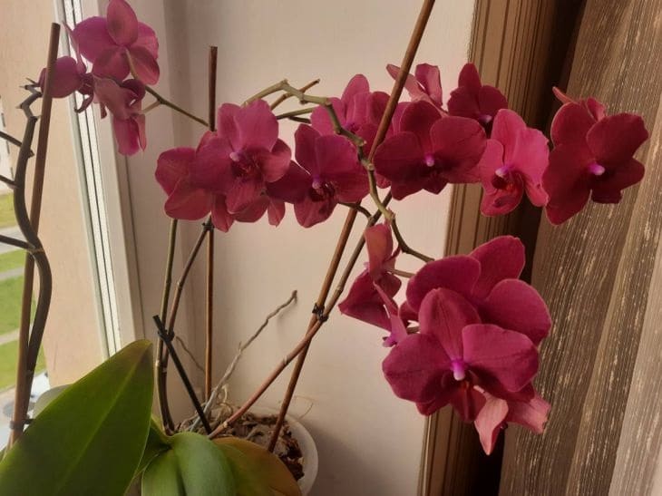 How to Maintain the Health of Indoor Plants: A Simple Method Orchid