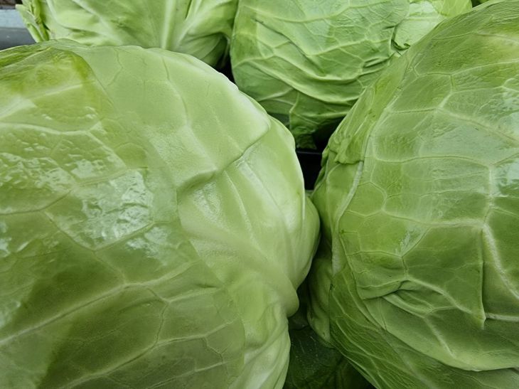 Warum erfahrene Sommerbewohner die unteren Kohlblätter abreißen: Das weiß nicht jeder – ein nützlicher Trick Kohl