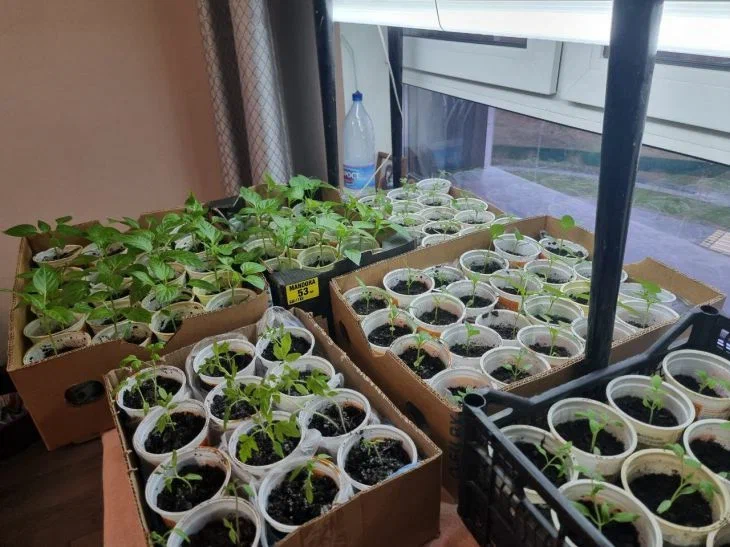 Why did the seedlings suddenly fall over: 3 most common reasons Seedling