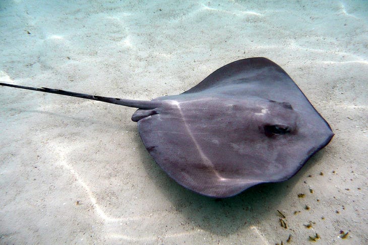 Which stingrays are the largest in the world: their weight reaches 2-3 tons Stingray