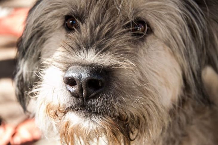 Cómo cambiar un perro o un gato a un nuevo alimento: reglas que debes conocer Perro