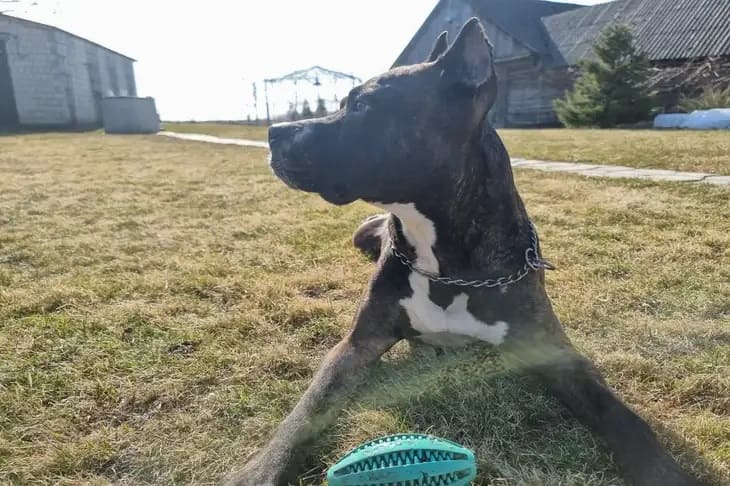Cómo elegir el collar adecuado para un perro: 4 pasos importantes a la hora de comprarlo Perro