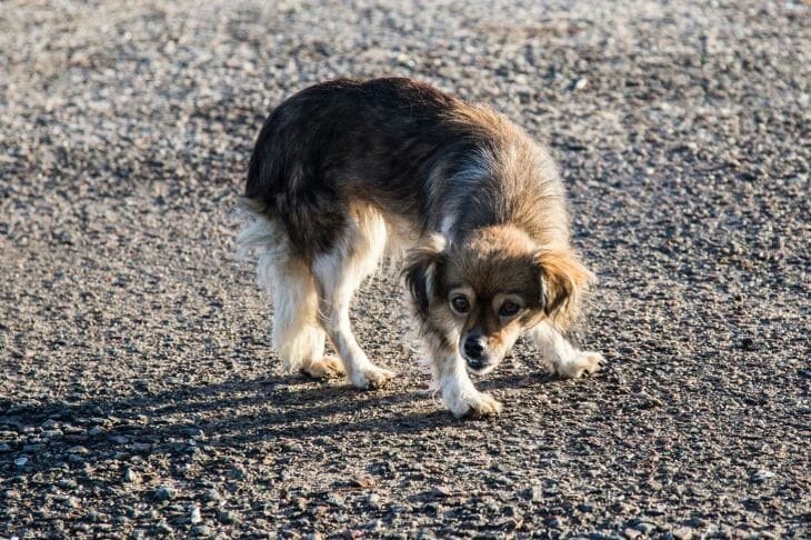 Cómo puedes proteger a tu perro de las garrapatas: 5 consejos que un dueño cariñoso debe tomar en cuenta Perro