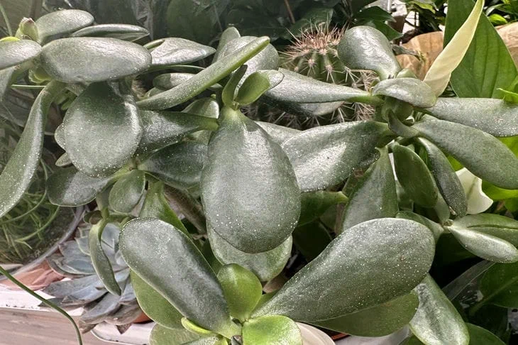 3 engrais, après quoi la plante grasse fleurira avec un chapeau luxuriant : tout jardinier doit savoir Crassula