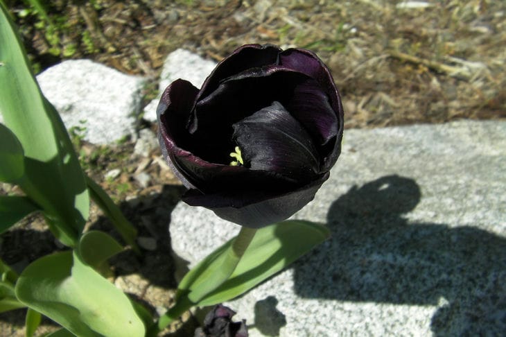 The Blackest Tulip: This Plant Is Worth Knowing About Black Tulip
