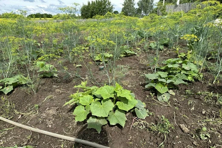Trois choses qui attirent les rats dans votre jardin : comment éviter les rongeurs Jardin