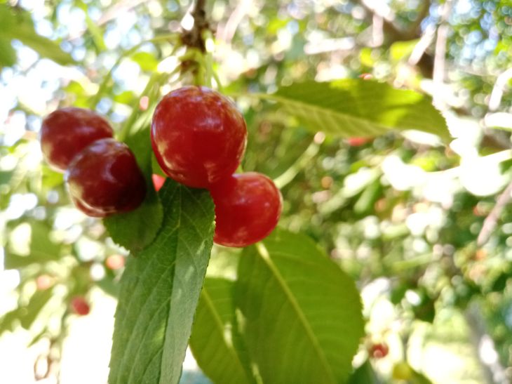 Vous récolterez plus d'un seau de récolte : que faire des cerises au printemps cerise