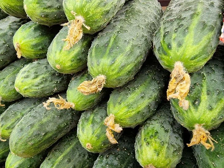 Cucumbers