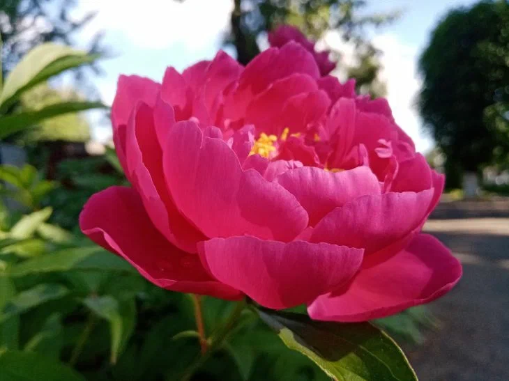 How to feed peonies in late April – early May: the result will be impressive Peony