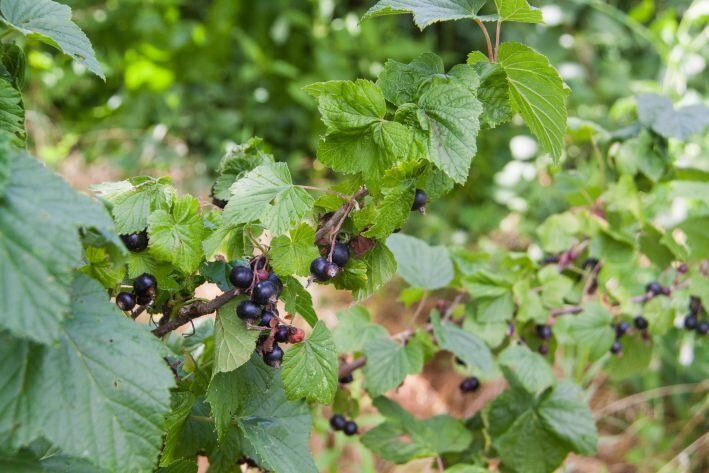 How to feed currants: secrets of a rich harvest Currant