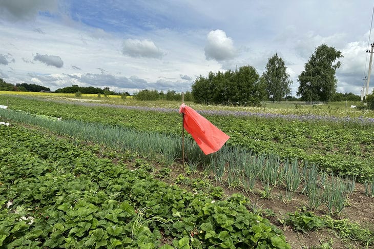 Quels composants peuvent et ne peuvent pas être utilisés pour préparer le compost : ce qu'il ne faut pas oublier maison de campagne
