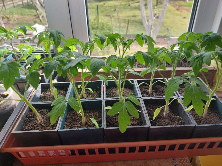 Las plántulas de tomate están floreciendo, pero hace frío: cómo plantarlas correctamente y a qué profundidad planta de semillero