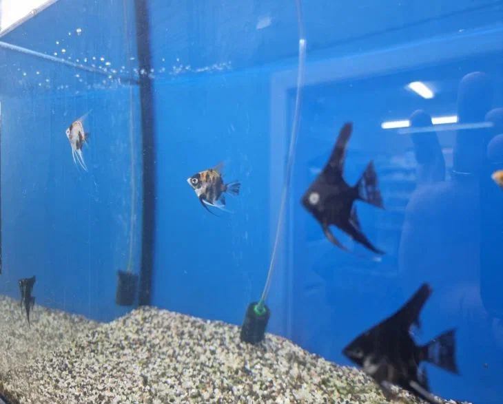Was tun, wenn das Wasser im Aquarium trüb wird: 6 Möglichkeiten, Trübungen aus dem Aquariumwasser zu entfernen Fisch