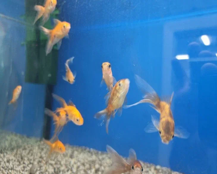 Was Aquarienbesitzer vor der Abreise beachten müssen: Ihre Abwesenheit hat keine Auswirkungen auf die Fische Fisch