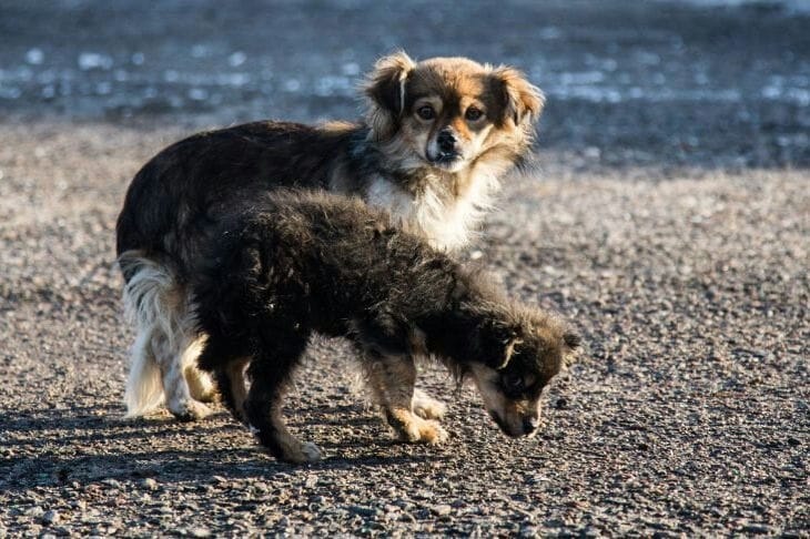 À quoi ressemblera un chiot de race pure quand il sera grand : vous pouvez le découvrir sans même voir ses parents Chiots