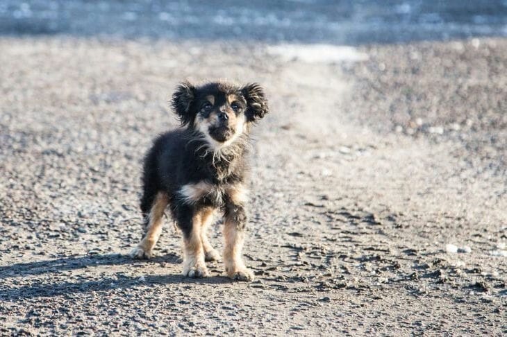 What you should definitely buy for your puppy: not just bowls, food and a leash Puppy