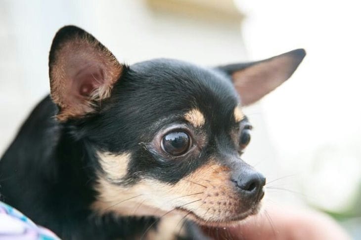 How tall is the shortest dog in the world: it’s not for nothing that they gave her the nickname Pearl Dog