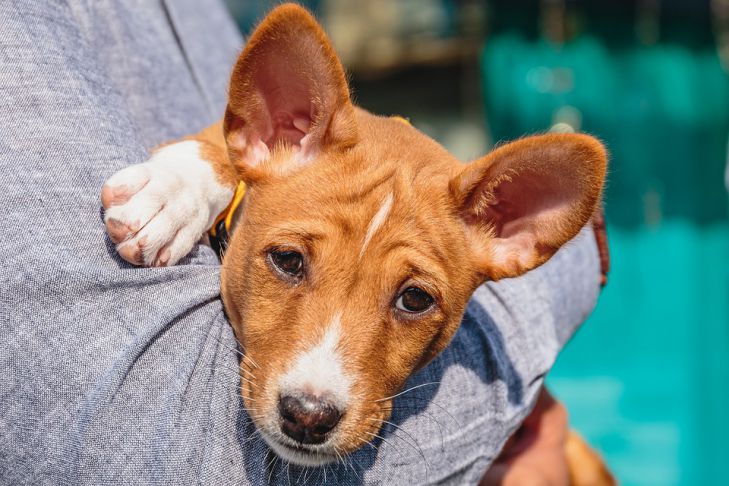 Son tranquilos: 15 razas de perros que no ladran o lo hacen muy silenciosamente - no causarán molestias a nadie perro