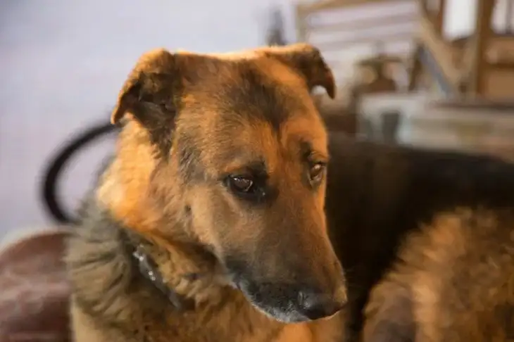 Qué elegir para un perro: una cama o una casa: responde 4 preguntas Perro
