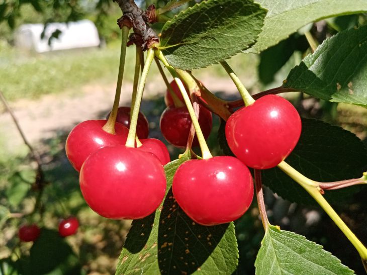 Où planter les cerises dans le jardin : une erreur peut coûter la récolte cerise