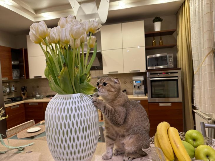What breeds of cats are considered the calmest: you won’t even notice them cat