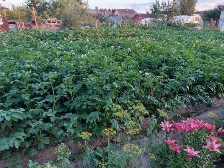 How to Plant Potatoes According to Mittlider: Advantages of the Original Method potato