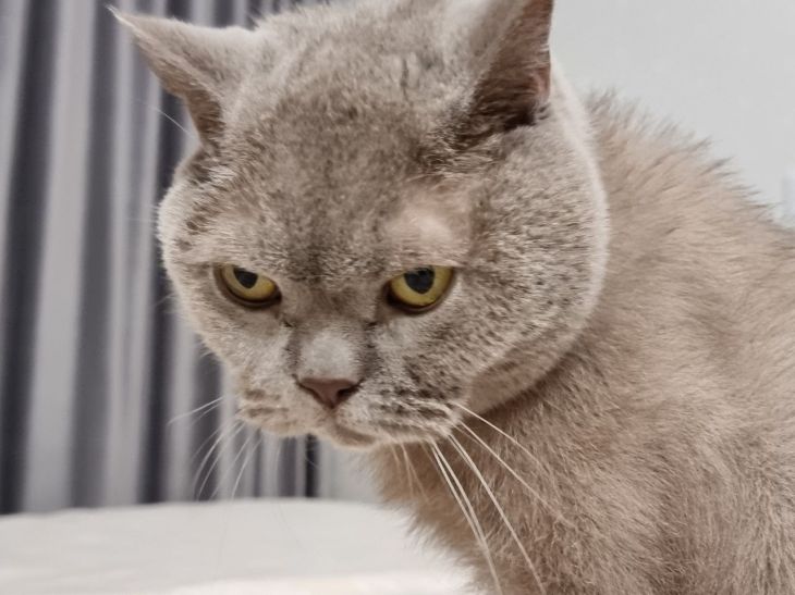 Warum eine Katze auf einen Punkt schaut: Keine Mystik – es gibt eine einfache Erklärung Katze