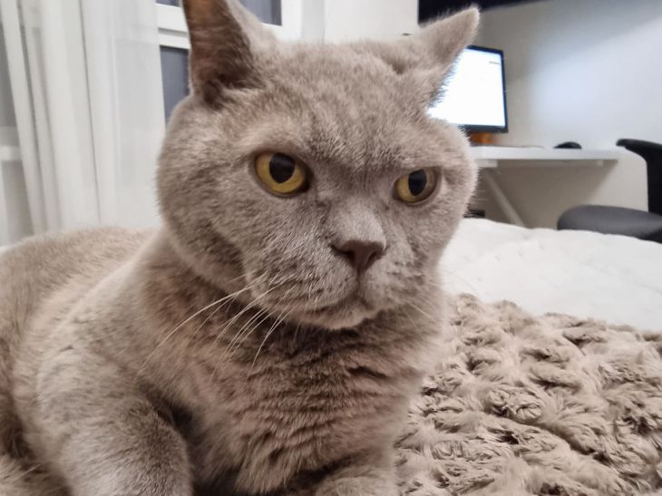 How Loud Can a Cat Purr: A Curious Fact from the Guinness Book of Records cat