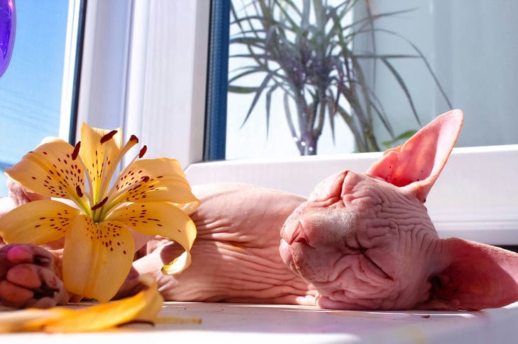 Was Sie Sphinxen nicht füttern sollten: Solches Futter ist nicht nur schädlich, sondern auch gefährlich für haarlose Katzen Sphinx