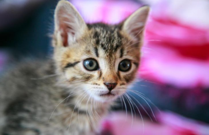 Por qué un gato mira al vacío: los expertos han nombrado las razones principales gato