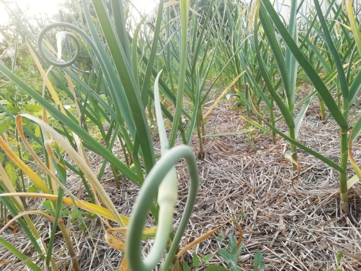 How and when to pick off garlic shoots: what experienced gardeners advise garlic