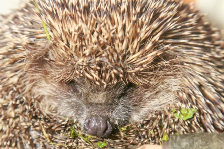 Drive Them Away When You See Them: Why the Appearance of a Hedgehog on a Plot is an Alarming Signal for Owners hedgehog