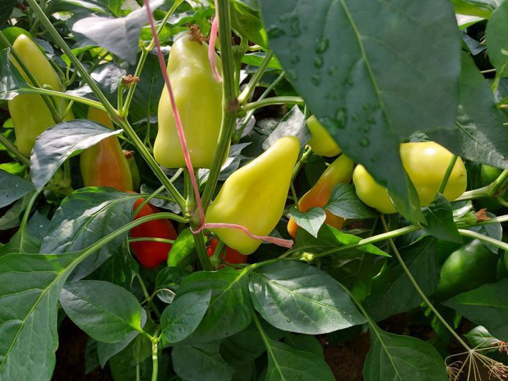 What you shouldn't feed peppers with: mistakes to avoid pepper