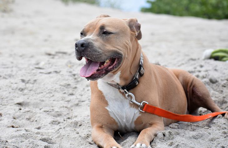 Welche 3 Mythen über Kampfhunde sollten Sie nicht mehr glauben: Expertenmeinung Hund