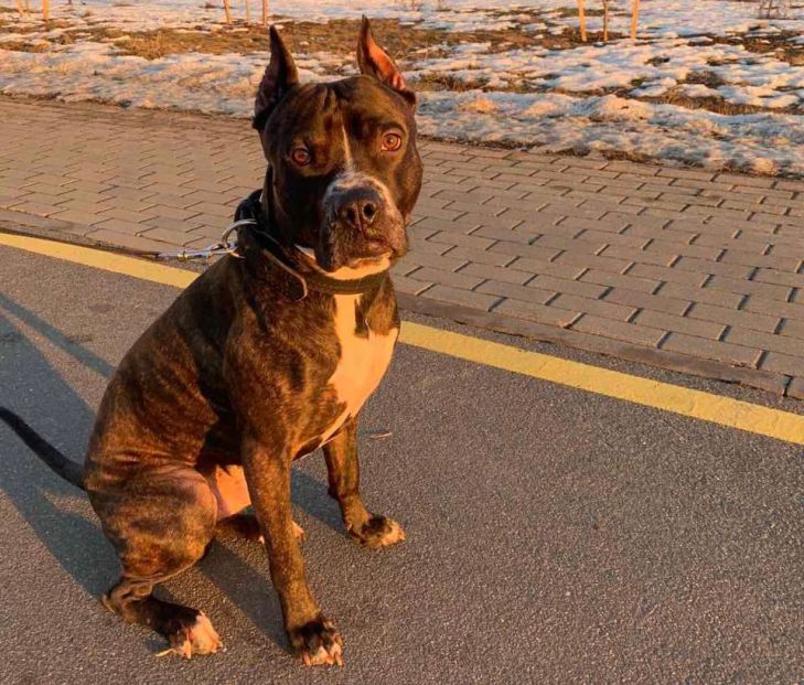 What 3 actions of the owner do not like the dog: you do this every day - and irritate the pet dog