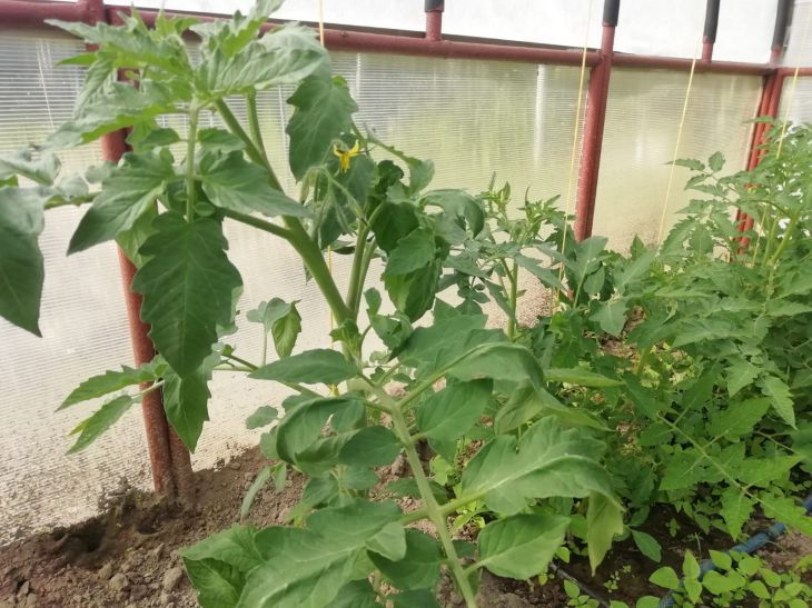 Entfernen Sie diese Blätter niemals von den Büschen: ein Fehler, der Sie um Ihre Tomatenernte bringen wird Tomaten