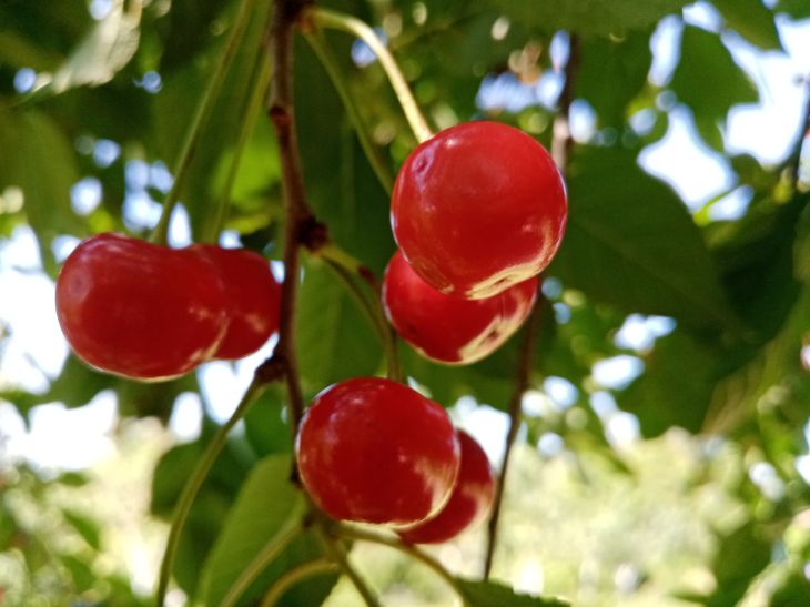 Comment empêcher les ovaires des cerises de tomber : un remède de secours en juin cerise