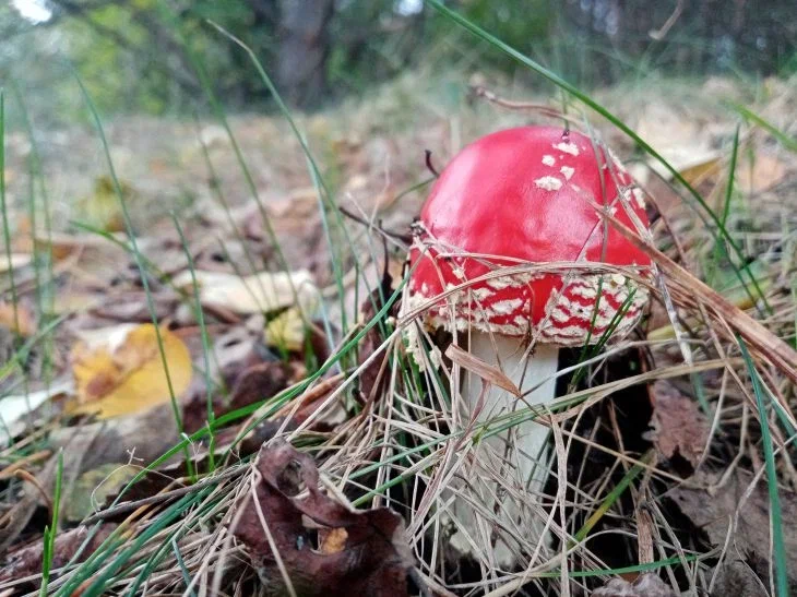 Why Knock on a Mushroom Cap in the Forest: Experienced Mushroom Pickers Reveal the Secret Mushroom