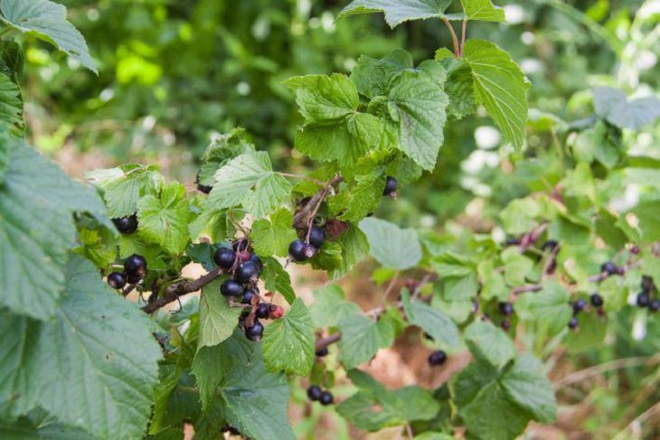 Caring for blackcurrants according to Michurin: what advanced gardeners do – remember for a good harvest currant